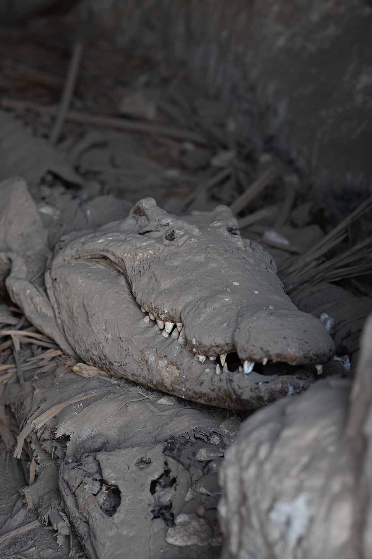 Ancient crocodile exposed to the elements at the site of an ancient Temple of Sobek, Middle Egypt