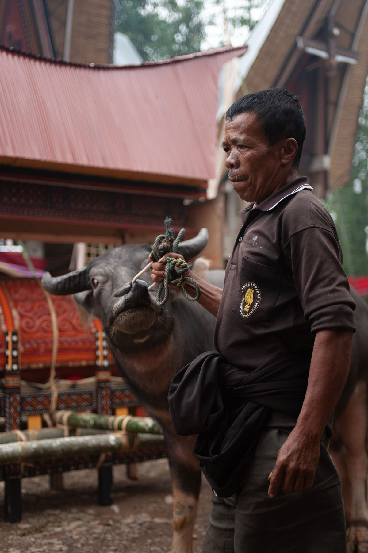 Leading a bull to its sacrificial death at a funeral ceremony in Tana Toraja, Sulawesi (Indonesia)