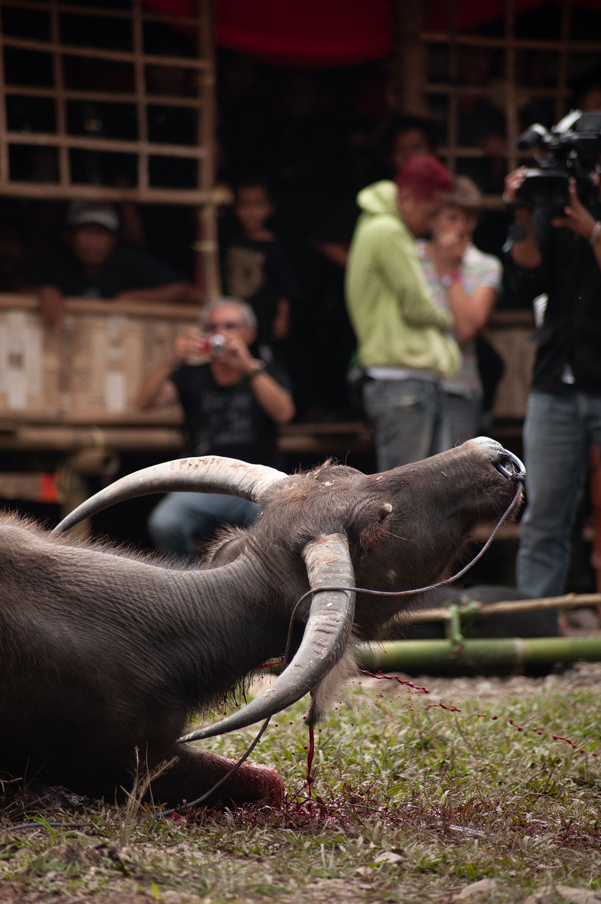 Ritual sacrifice of a bull in Tana Toraja, Sulawesi