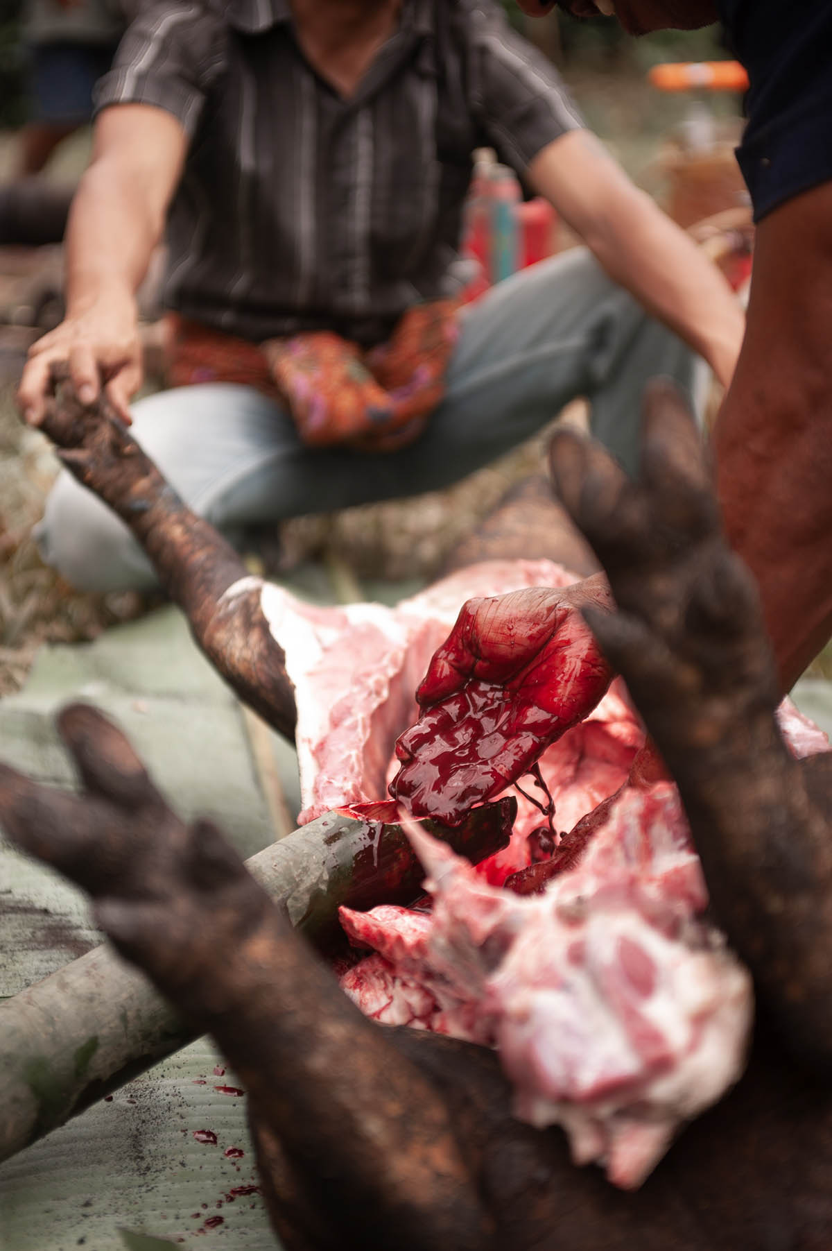 Sacrificial pigs a funeral ceremony in Tana Toraja, Sulawesi (Indonesia)