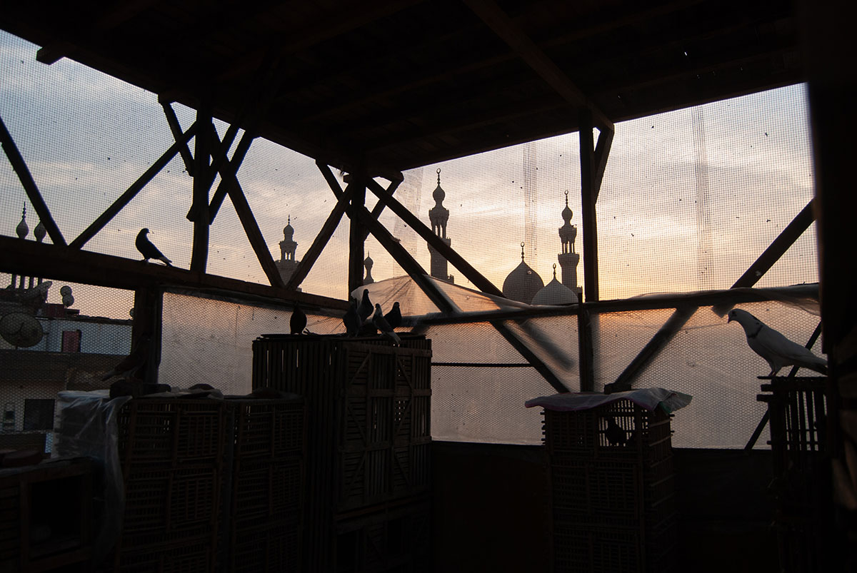 Cairo Pigeon Farm