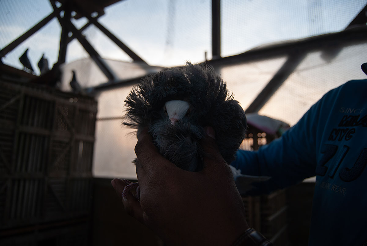 A pigeon farmer showcases his wares