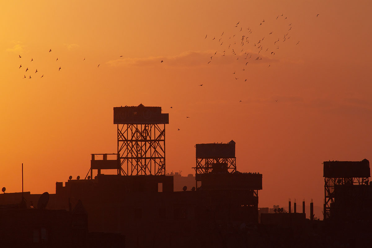 Pigeon Farms, Cairo