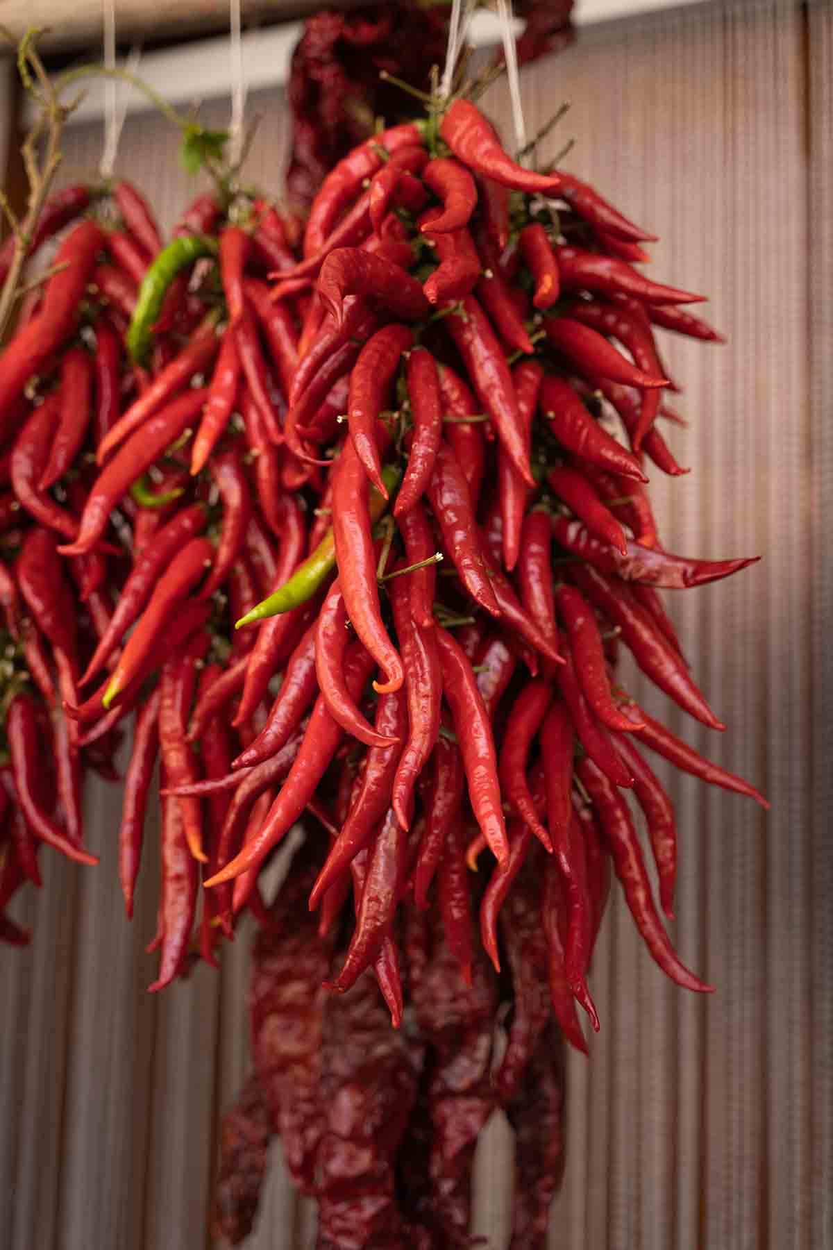 Hot chili peppers, the pride of Diamante